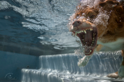 underwater pool