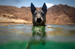 Lake Mead in water